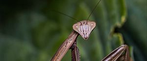 Preview wallpaper mantis, insect, macro, focus