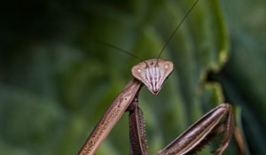 Preview wallpaper mantis, insect, macro, focus