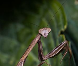 Preview wallpaper mantis, insect, macro, focus