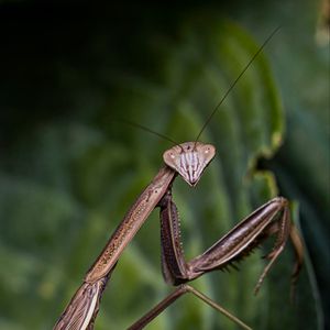 Preview wallpaper mantis, insect, macro, focus