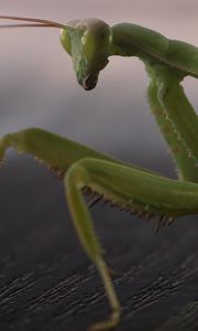 Preview wallpaper mantis, legs, insect, surface