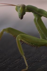 Preview wallpaper mantis, legs, insect, surface