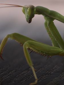 Preview wallpaper mantis, legs, insect, surface