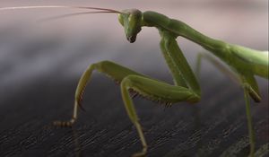 Preview wallpaper mantis, legs, insect, surface