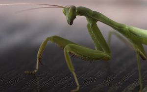 Preview wallpaper mantis, legs, insect, surface