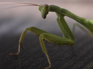 Preview wallpaper mantis, legs, insect, surface