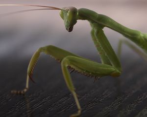 Preview wallpaper mantis, legs, insect, surface