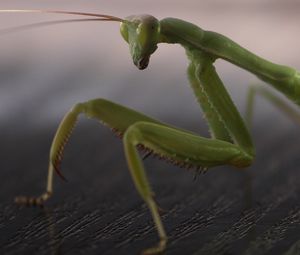 Preview wallpaper mantis, legs, insect, surface