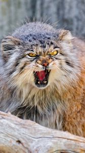 Preview wallpaper manul, branch, sit, aggression, teeth