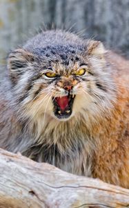 Preview wallpaper manul, branch, sit, aggression, teeth