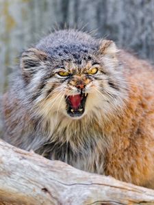 Preview wallpaper manul, branch, sit, aggression, teeth