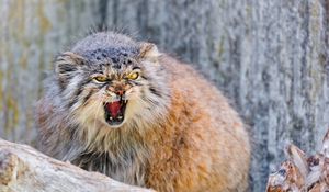 Preview wallpaper manul, branch, sit, aggression, teeth