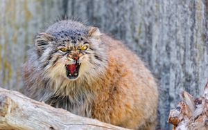 Preview wallpaper manul, branch, sit, aggression, teeth