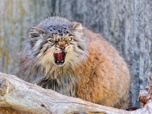 Preview wallpaper manul, branch, sit, aggression, teeth