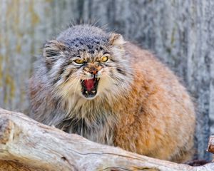 Preview wallpaper manul, branch, sit, aggression, teeth