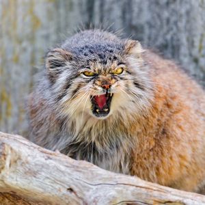 Preview wallpaper manul, branch, sit, aggression, teeth