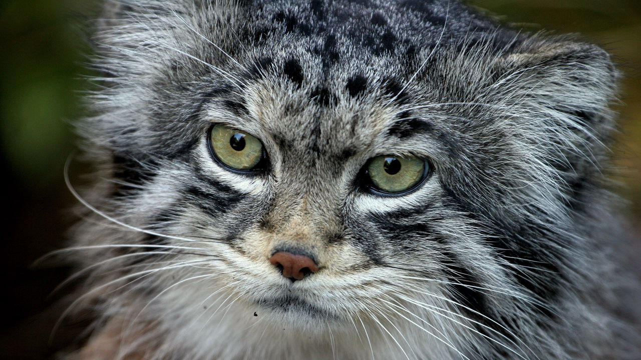 Wallpaper manul, face, hair, fur, furry hd, picture, image