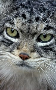 Preview wallpaper manul, face, hair, fur, furry