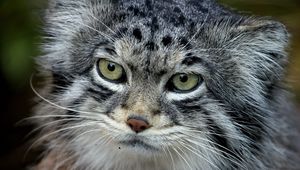 Preview wallpaper manul, face, hair, fur, furry