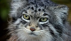 Preview wallpaper manul, face, hair, fur, furry