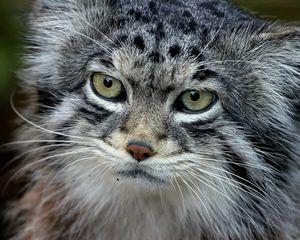 Preview wallpaper manul, face, hair, fur, furry