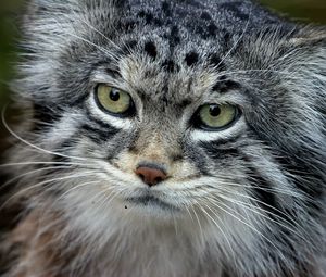 Preview wallpaper manul, face, hair, fur, furry