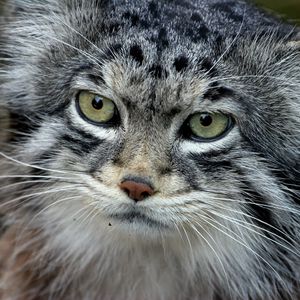 Preview wallpaper manul, face, hair, fur, furry