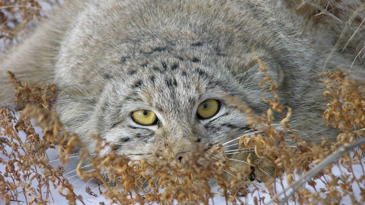 Wallpaper manul, face, look out, grass