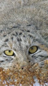 Preview wallpaper manul, face, look out, grass
