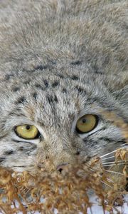 Preview wallpaper manul, face, look out, grass