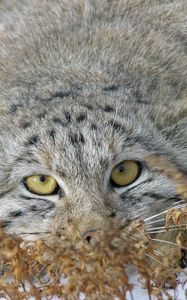 Preview wallpaper manul, face, look out, grass