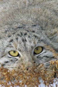 Preview wallpaper manul, face, look out, grass