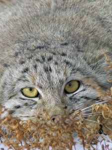 Preview wallpaper manul, face, look out, grass