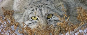 Preview wallpaper manul, face, look out, grass