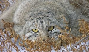 Preview wallpaper manul, face, look out, grass