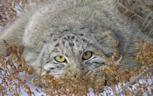 Preview wallpaper manul, face, look out, grass