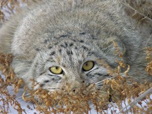 Preview wallpaper manul, face, look out, grass