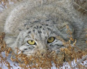 Preview wallpaper manul, face, look out, grass