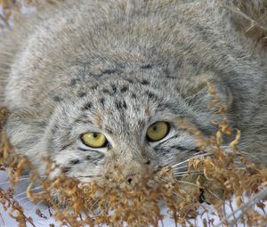 Preview wallpaper manul, face, look out, grass