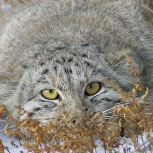 Preview wallpaper manul, face, look out, grass