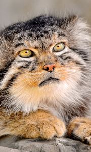 Preview wallpaper manul, fur, down, face