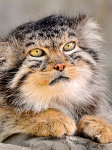 Preview wallpaper manul, fur, down, face