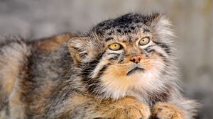 Preview wallpaper manul, fur, down, face