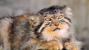 Preview wallpaper manul, fur, down, face