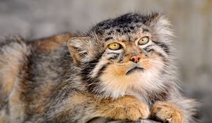 Preview wallpaper manul, fur, down, face