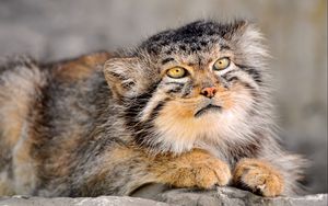 Preview wallpaper manul, fur, down, face