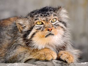 Preview wallpaper manul, fur, down, face