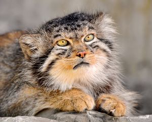 Preview wallpaper manul, fur, down, face