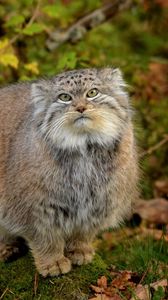 Preview wallpaper manul, grass, leaves, wood, fluffy