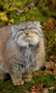 Preview wallpaper manul, grass, leaves, wood, fluffy